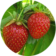 Field Strawberries