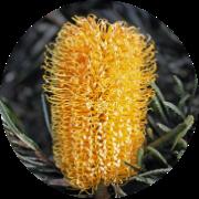 Banksia Honey